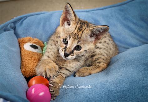 F1 Savannah Kittens