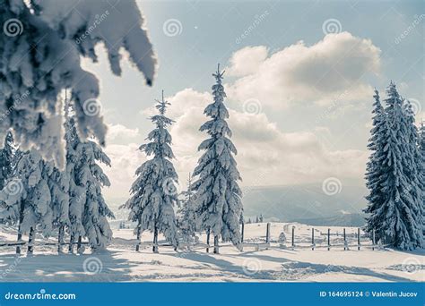 Beautiful Snowy Fir Trees In Frozen Mountains Landscape In Sunset