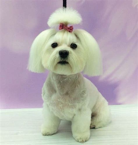 30 Best Maltese Haircuts For Dog Lovers Page 3 The Paws Maltese