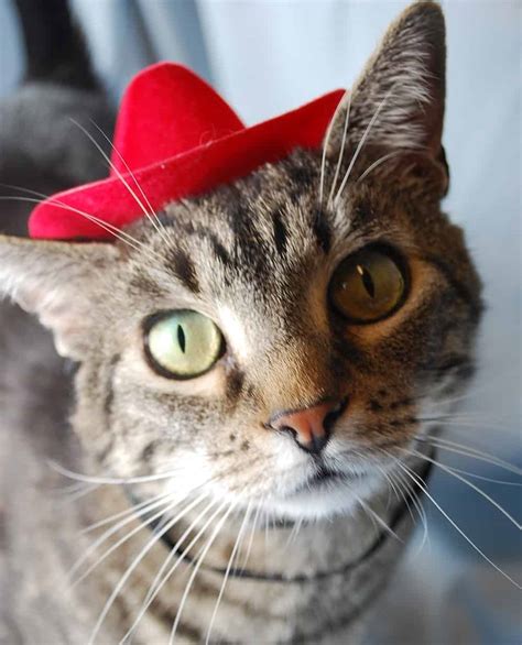 Cat cowboy hat illustrations & vectors. Red Cowboy Cat - Cute Cats in Hats
