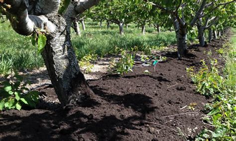 Looking for affordable tree care services in phoenix and surrounding areas? Tree Fertilizing Phoenix, AZ - Arbor Tree Care