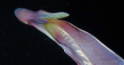 Fascinating fact about the blanket octopus: rare iridescent blanket octopuses caught on camera in the ...