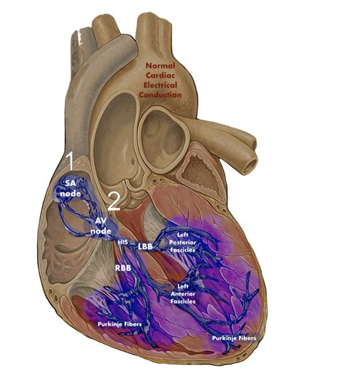 Normal Cardiac Conduction Ecg Weekly