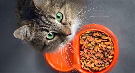 We did not find results for: The Best Grain Free Cat Food - Which One To Choose, And Why?