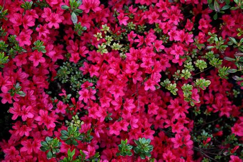 Red Azalea Spring Flowers Flowers Free Nature Pictures By