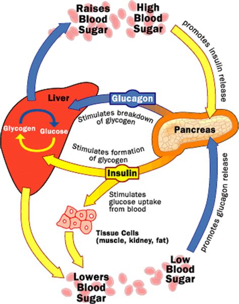 Medical And Health Science Glucose And Insulin Cycle