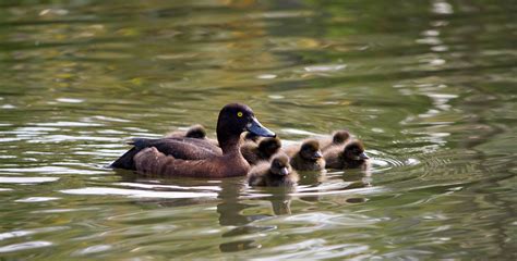 Duck And Ducklings Free Stock Photo Public Domain Pictures