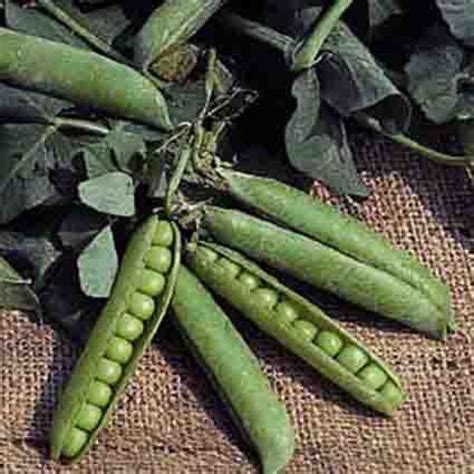 Extra Early Little Marvel Pea Heirloom Vegetable Seeds Rh Shumways