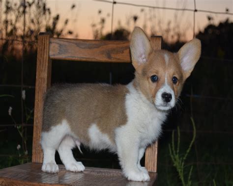 He is a sweet boy but he came to. Corgi puppies for sale craigslist florida