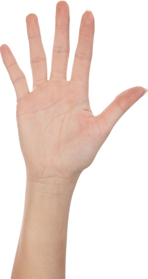 Five Finger Hand Png Image Finger Hands Hand Reference Beginner