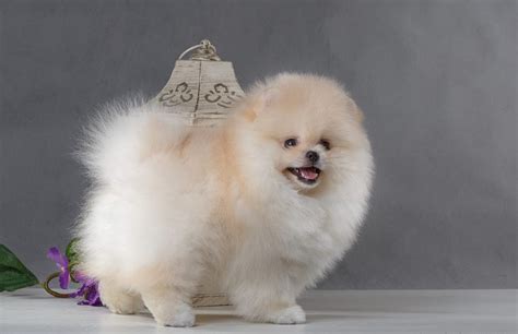 Teacup Pomeranian Puppies For Sale In Miami Florida