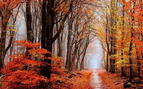 Nature Landscape Fall Forest Leaves Mist Path Trees Wallpaper