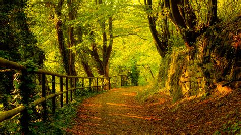 Autumn Forest Path 1920x1080 Wallpaper Nature Forests Hd