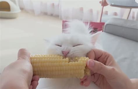 Catsbeaversandducks Cats Eating Corn On The Cob Via Cats Beavers And Ducks Tumblr Pics