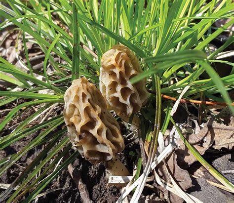 The quest for elusive morels - Illinois Country Living Magazine