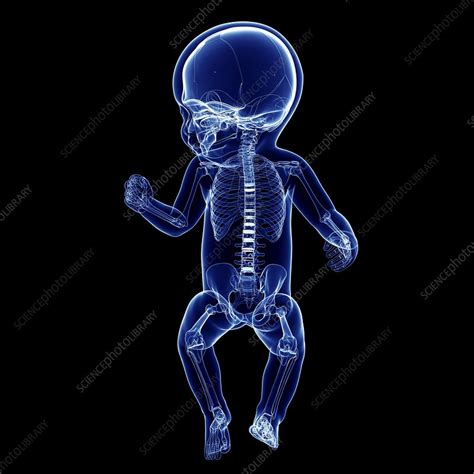 Babys Skeletal System Artwork Stock Image F0104364 Science