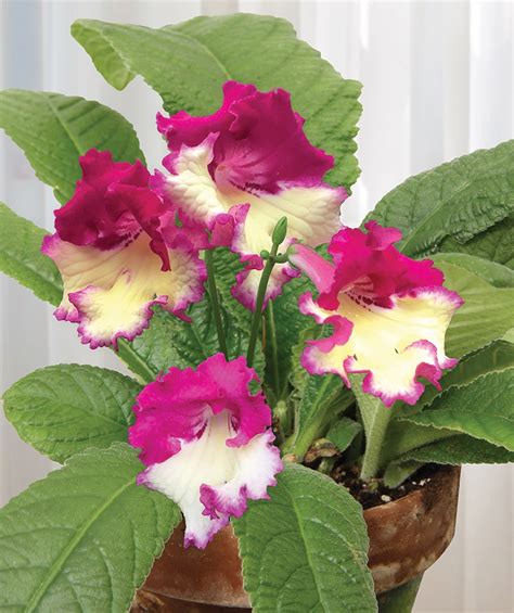 There are a variety of houseplants to choose from and each one serves a different purpose. Indoor Plants ~ Tropical indoor house plants for sale at ...