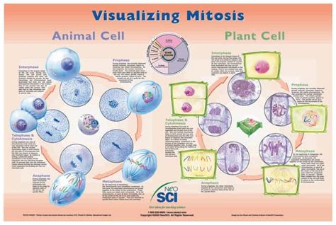 Visualizing Mitosis Poster Teaching Suppliesclassroom Safety Fisher