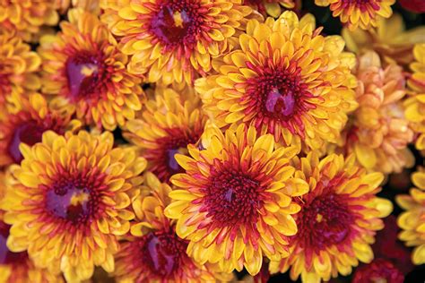 Plant Mums This Fall Tennessee Home And Farm