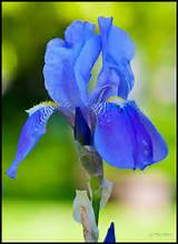 Pictures of Blue Iris Flower