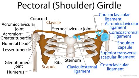 The shoulder joint is formed where the humerus (upper arm bone) fits into the scapula (shoulder blade), like a ball and socket. Pectoral Girdle Anatomy: Bones, Muscles, Function, Diagram ...