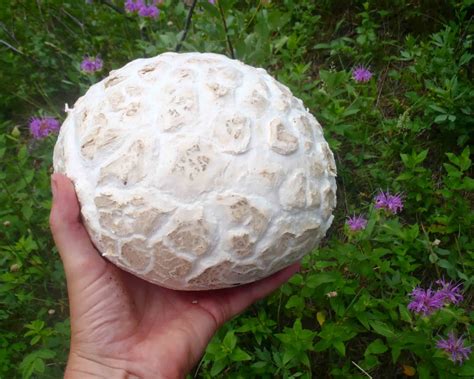 Wild About Puffball Mushrooms