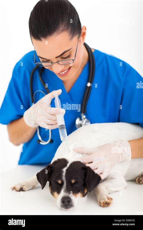 Young Female Veterinary Doctor Giving Vaccination To Pet Dog Stock