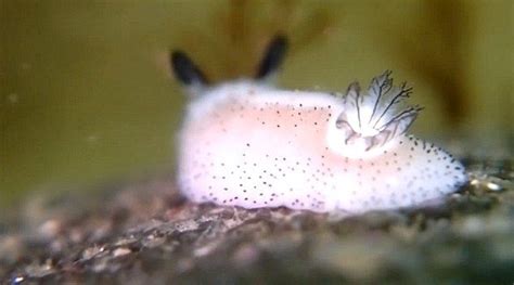 These Sea Bunnies Are The Cutest Things In The Sea Beautiful Sea