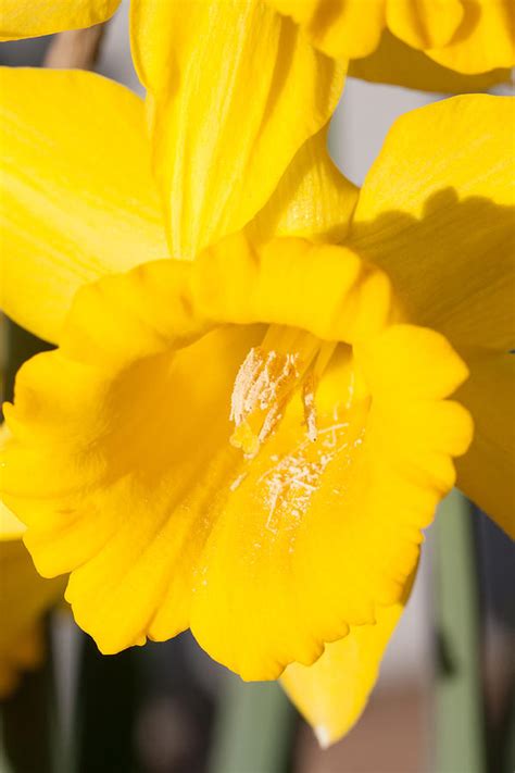 Daffodil Close Up Photograph By Dina Calvarese Fine Art America