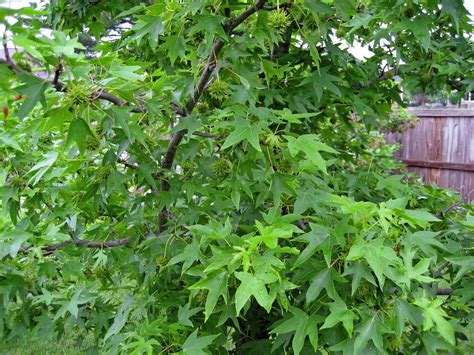 The vicious seed pods have impaled many a forager and has done much to ruin the sweet gum's reputation. Nursery vs. Big Box Retail