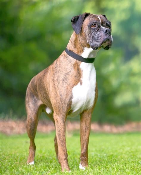 Brindle Boxer Dog Appearance Genetics Temperament And More