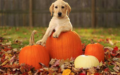 Fall Pumpkin Wallpaper Wallpapersafari