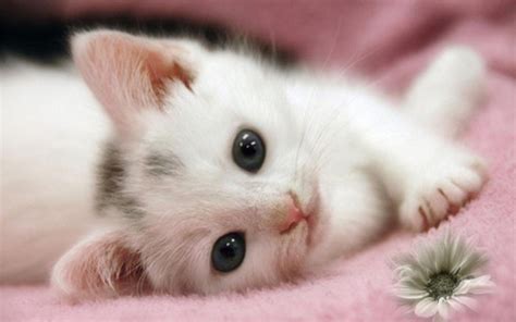 Cute Cats Live Wallpapersamazonitappstore For Android
