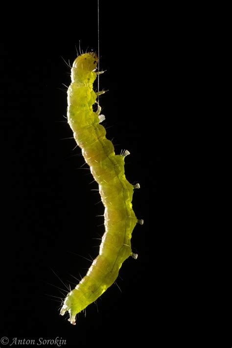 Flickrpkryv7w Hanging Inchworm Moth Caterpillar