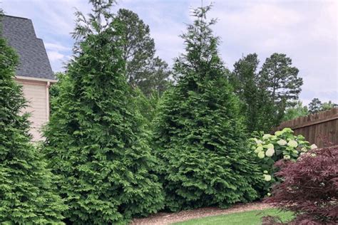 7 Fast Growing Evergreen Trees And Shrubs Evergreen Trees For Privacy