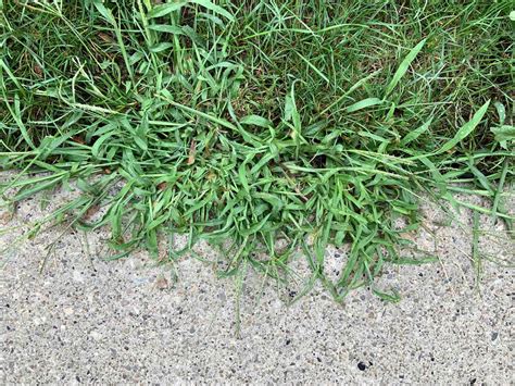 Ohios Most Common Lawn Weeds And How To Get Rid Of Them Ph
