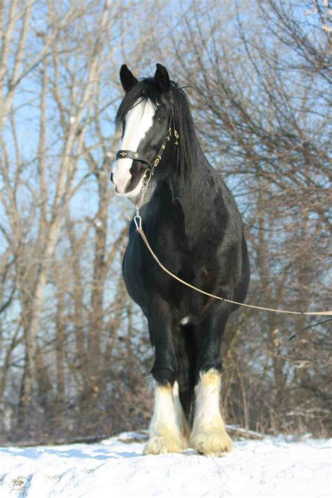 5 OF THE BIGGEST HORSE BREEDS IN THE WORLD - HorsesOfWeek
