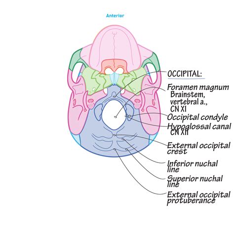 The skull performs vital functions. Gross Anatomy Glossary: Skull - Inferior View | Draw It to ...