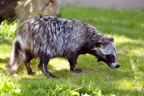 Raccoon Dog Vs Raccoon What Are The Differences A Z Animals