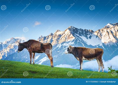 Two Brown Cows Grazing On Green Mountain Pastures Stock Photo Image