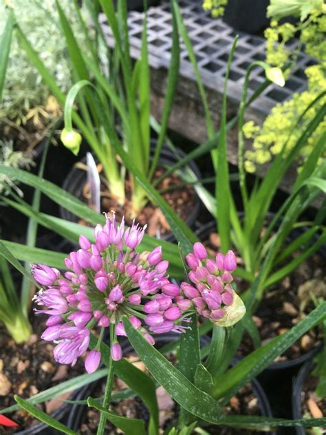 Rodents and deer also avoid them. Allium Millenium Onion - Ornamental Onion, Millenium, #1 ...