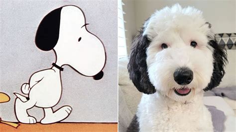 What Kind Of Dog Is Snoopy The Petster