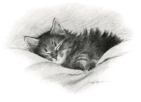 Tabby Cat Signed Pencil Fine Art Print By Artist Dj Rogers