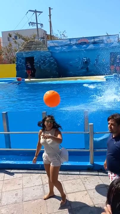 Dolphin Accidentally Hits Woman With Ball During Show Jukin Licensing