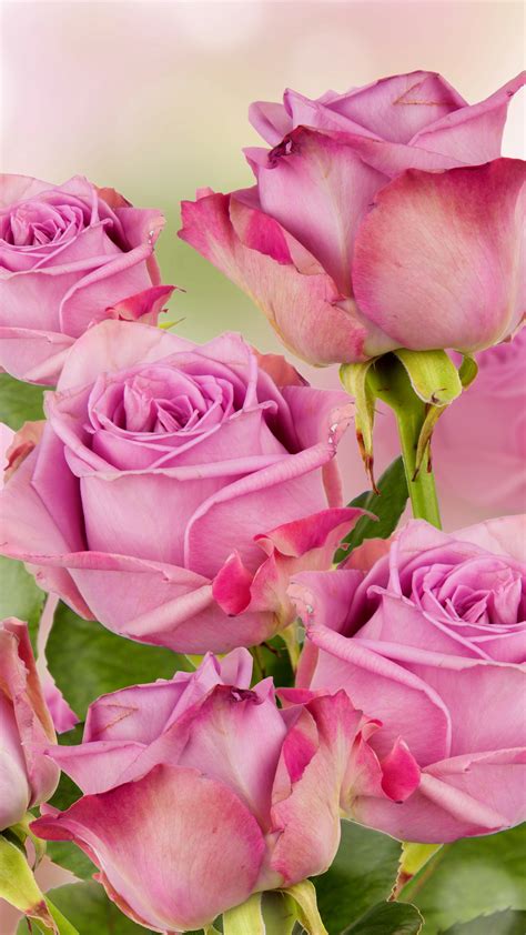 Flowers Pink Roses Wallpaper Happy New Year Beautiful 710931