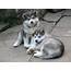 Alaskan Malamute Puppy Picture  Pictures And Information