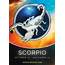 Zodiac – Signs — Scorpio