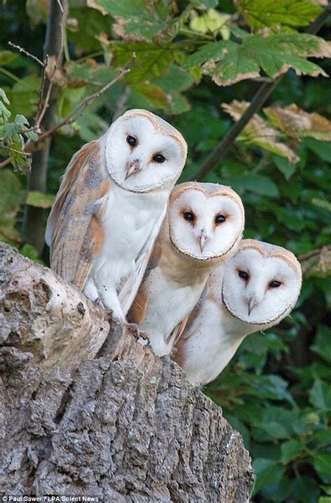 Wrapped Up In Cotton Wool Photos Capture Adorable Newborn Barn Owls
