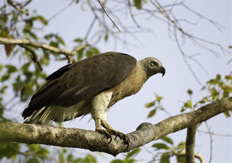 The market is fairly new for pe investments, so the majority of funds will be why didn't the 1997 asian financial crisis affect india to the same extent as south east asia? 193. Grey-headed Fish-eagle (Haliaeetus ichthyaetus ...