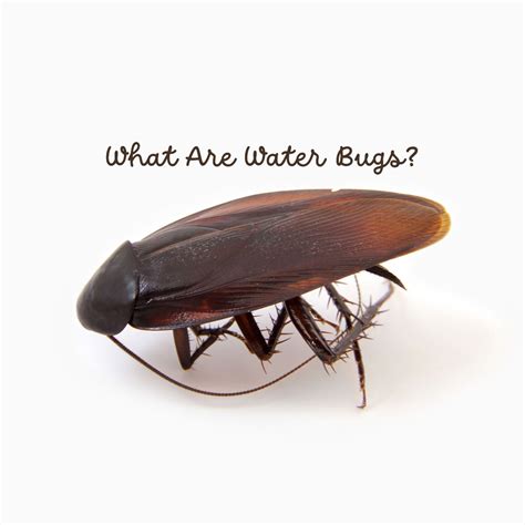 what are water bugs are they the same as roaches